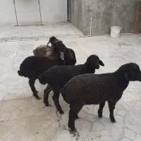 بره نروماده خوراک خورفروشی