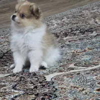 پامر خرسی|سگ|کرج, محمود آباد|دیوار