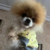 پامر خرسی بو فیس وارداتی خاص|سگ|کرج, فاز ۲ مهرشهر|دیوار