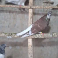 کبوتر ساعت سنگین