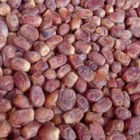 فروش عمده وتک خرمای زاهدی درجه یک طلایی کبکاب رطب|خوردنی و آشامیدنی|گنبد کاووس, |دیوار