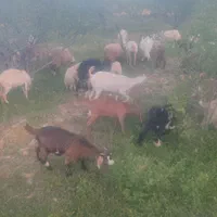 بزسانن|حیوانات مزرعه|مروست, |دیوار