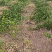 باغ 3010 متری جاده عمرل سند تک برگ|فروش دفتر صنعتی، کشاورزی، تجاری|کرمانشاه, |دیوار