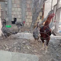 مرغ خروس لاری