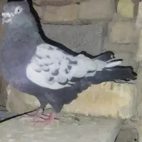 کبوتر سینه دم سیاه