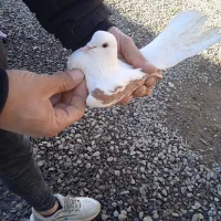 کبوتر|پرنده|اردبیل, |دیوار