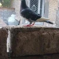کبوتر مسافتی
