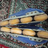 اسکیت|دوچرخه، اسکیت، اسکوتر|خوی, |دیوار