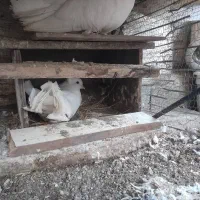 کبوتر دوم چتری ،کبوتر پرشی