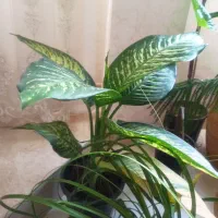 فروش گل و گلدون با کمترین قیمت در اراک