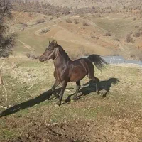 اسب  سواری وباری