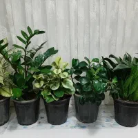 گل‌های آپارتمانی زیبا ۳۵۰