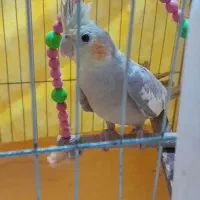 عروسهلندی|پرنده|رشت, جهاد|دیوار