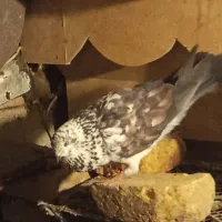 جفت قاره ملاقی