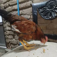 مرغ و خروس نیمچه|حیوانات مزرعه|پاکدشت, پاکدشت (مامازند)|دیوار