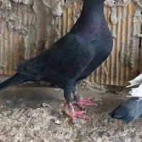 ماده زاغ