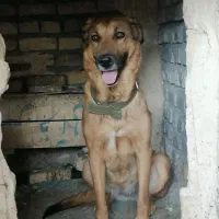 واگذارسگ نجاددار.. بسیارباهوش.