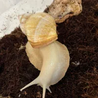 حلزون پرورشی|خزنده|ساری, |دیوار