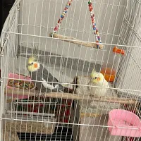 عروس هلندی جفت