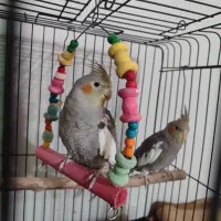 یک عدد قناری نر و دو عدد عروس هلندی سینامون