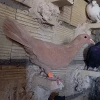 زرد ماده مخ با طوقی ماده