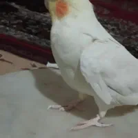 عروس هلندی نر ادیمی