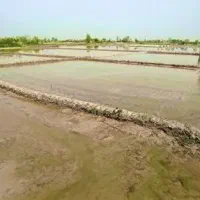 هزار متر بیجار(حاصل برنج)۱۰۰درز محدوده شهری رودبنه
