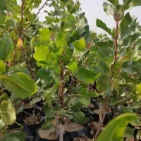 نهال پسته|گل و گیاه طبیعی|کرمان, |دیوار