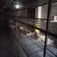 فروش قفسه پرورش قارچ