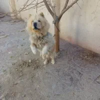 واگذاری سگ نژاد چاو چاو