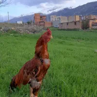 خروس ۹۱۸لاری ۵۳۳انگلیسی ۱۶۳۰وادراتی