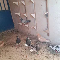 کفتر هوایی ۵۰ تا|پرنده|مشهد, عسگریه|دیوار