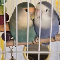 طوطی برزیلی