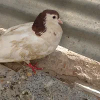 کفتر خال دم|پرنده|شیروان (خراسان), |دیوار