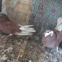 کبوتر.کفتر|پرنده|مبارکه, |دیوار