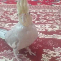 عروس هلندی نر