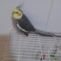 طوطی عروس سخنگو