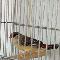 فنچ توت فرنگی