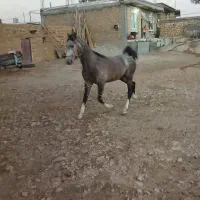 کره اسب کرد