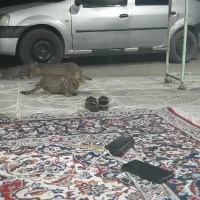 ماشین