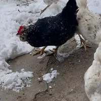 مرغ گلین|حیوانات مزرعه|کرمانشاه, |دیوار