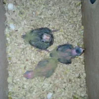 جوجه عروس هلندی