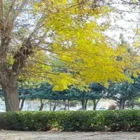 انگشتر گم شده