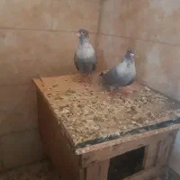 کبوتر تق سفید|پرنده|شوشتر, |دیوار