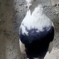 کبوتر سنه دم سیاه