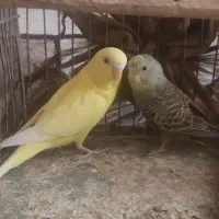 دستبند/مرغ عشق/طوطی برزیلی /تلویزیون/اسپیکر