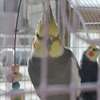 یک عدد عروس هلندی نر|پرنده|فردیس, سرحدی|دیوار