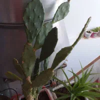 گلهای طبیعی وفرش ماشینی نه متری مدل ماهی در حد نو