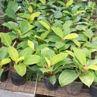 فروش گل فیل لند درون طلایی