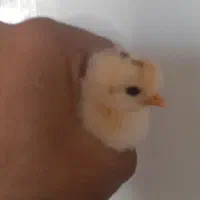 فروش جوجههای یک روزه محلی وکاکلی و برهما|حیوانات مزرعه|شیراز, گچی|دیوار